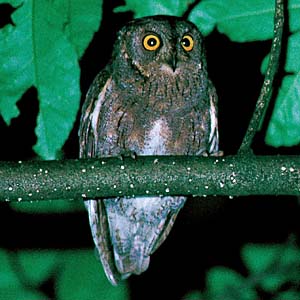 �R�m�n�Y�N