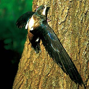 �n���I�A�}�c�o��