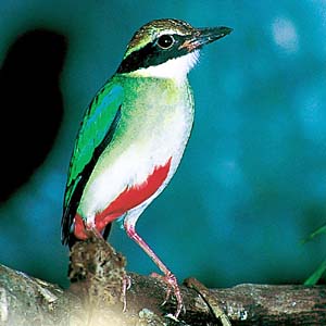 ���C���`���E