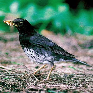 �N���c�O�~