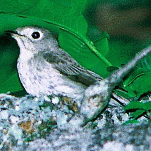 �R�T���r�^�L