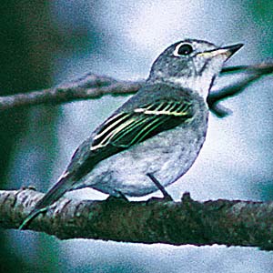 �T���r�^�L