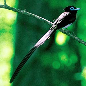 �T���R�E�`���E