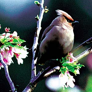 �L�����W���N