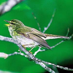 ���{�\���V�N�C