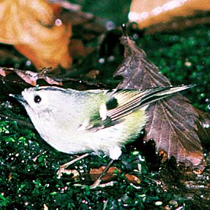 �L�N�C�^�_�L