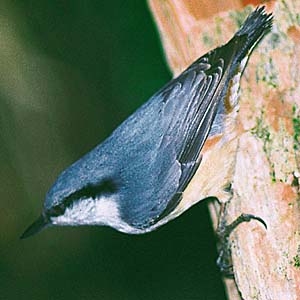 �S�W���E�J��