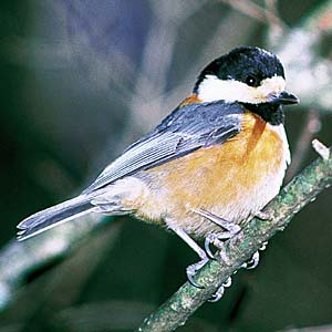 ���}�K��