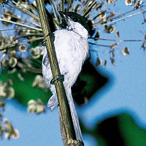 �n�V�u�g�K��