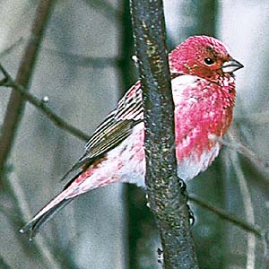 �I�I�}�V�R