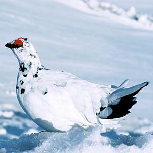 ���C�`���E