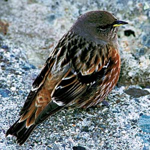 �C���q�o��