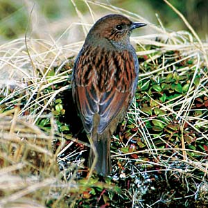 �J���N�O��