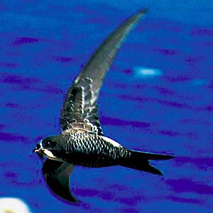 �A�}�c�o��