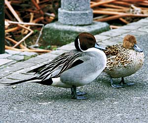 �I�i�K�K��