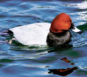 �z�V�n�W��