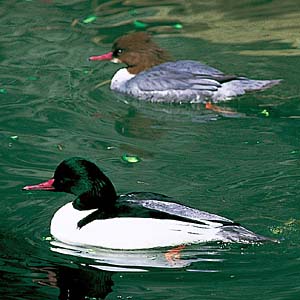 �J���A�C�T