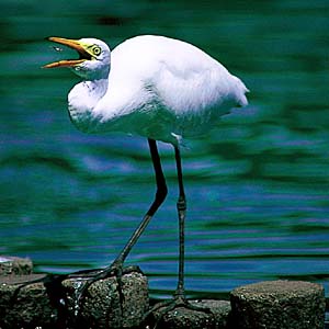 �`���E�T�M