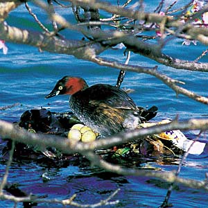 �J�C�c�u��