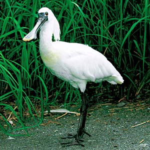 �N���c���w���T�M