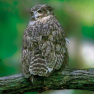 �V�}�t�N���E