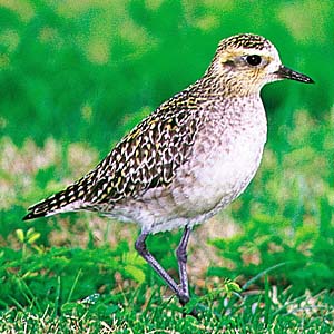 ���i�O��