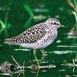 �^�J�u�V�M