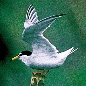 �R�A�W�T�V