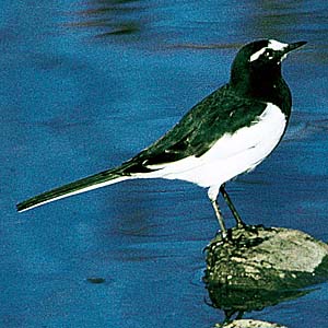 �Z�O���Z�L���C