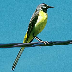 �L�Z�L���C