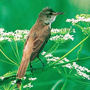 �I�I���V�L��