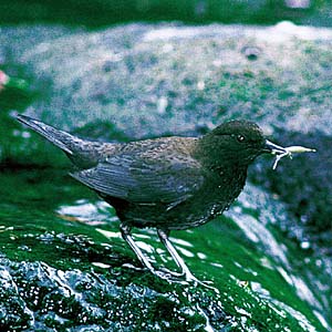 �J���K���X