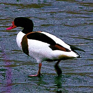 �c�N�V�K��