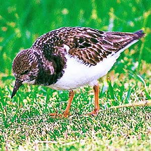 �L���E�W���V�M