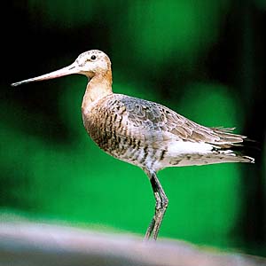 �I�O���V�M