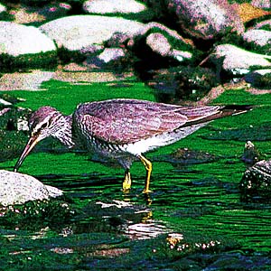 �L�A�V�V�M