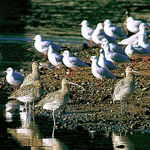 �_�C�V���N�V�M