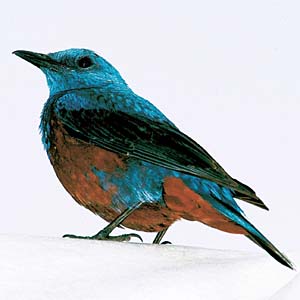 �C�\�q���h��