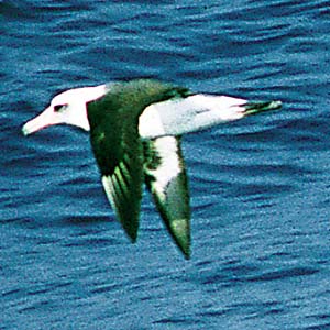 �R�A�z�E�h��