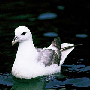 �t���}�J���� 