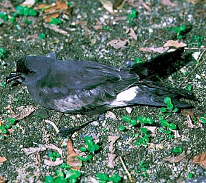 �N���R�V�W���E�~�c�o�� 