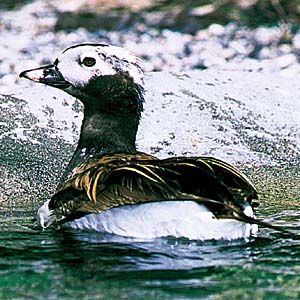 �R�I���K��