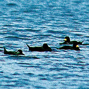 �N���K��