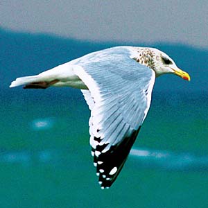 �Z�O���J����