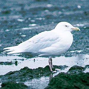 �V���J����