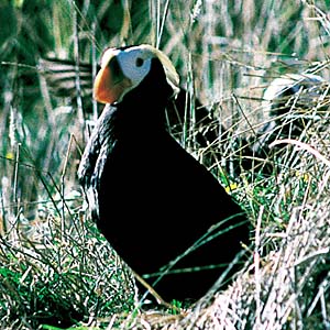 �G�g�s���J