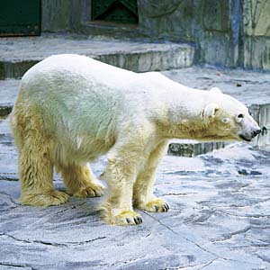 �z�b�L���N�O�}