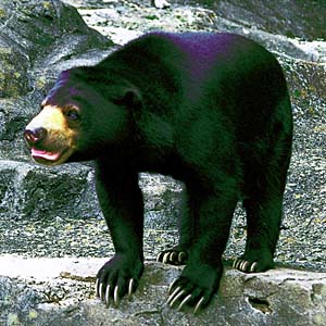 �}���[�O�}