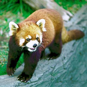 ���b�T�[�p���_