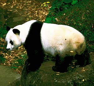 �W���C�A���g�p���_